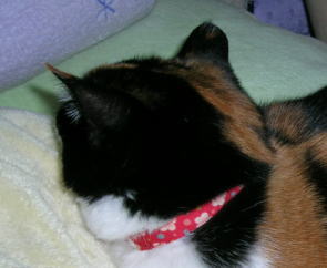 20070101お正月の首輪　拡大