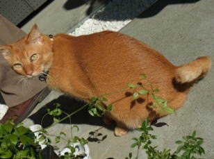 20101003 03北鎌倉　猫.jpg