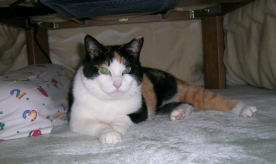 20061025コタツの中