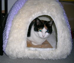 20061026リボンベッド