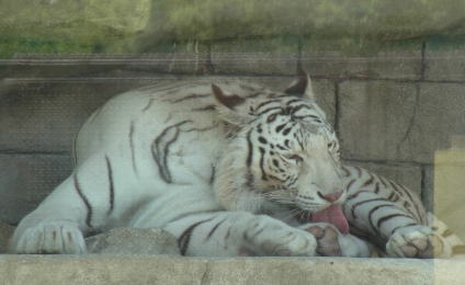 20110604東武動物公園 ホワイトタイガー.jpg