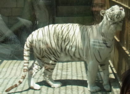 20110604東武動物公園 ホワイトタイガーすりすり.jpg