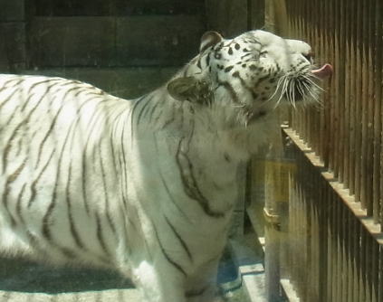 20110604東武動物公園 ホワイトタイガーぺろ.jpg