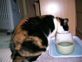 20070309高さのあるフードボウル1