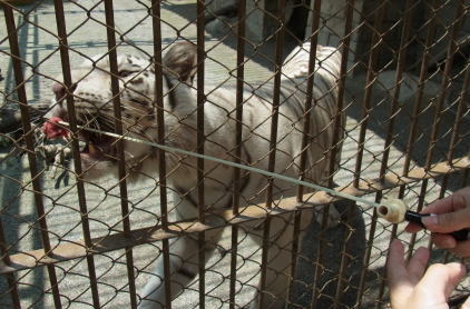 20110604東武動物公園 ホワイトタイガーえさやり.jpg