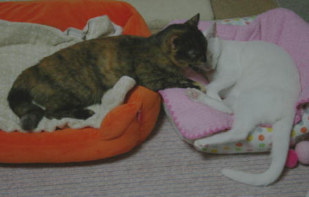 20100520かのこ＆メレンゲ