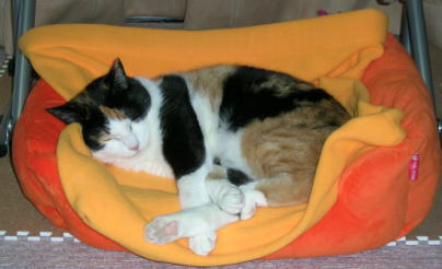 20061007猫ベッド