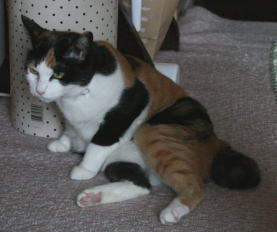 20071022横座りみけにゃん