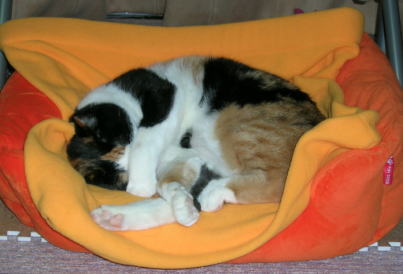 20061007猫ベッド 目隠し