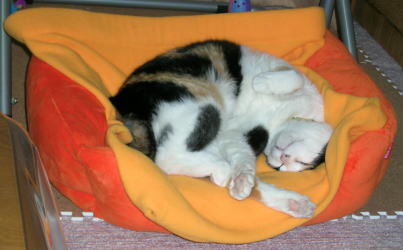 20061007猫ベッド 逆向き