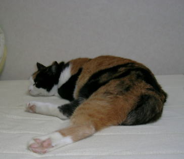 20060826ベッドの上で