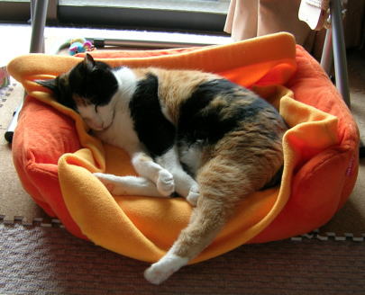 20061007猫ベッド 足はみだし