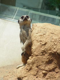 20110604東武動物公園 ミーアキャット.jpg