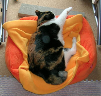 20061007猫ベッド 縦