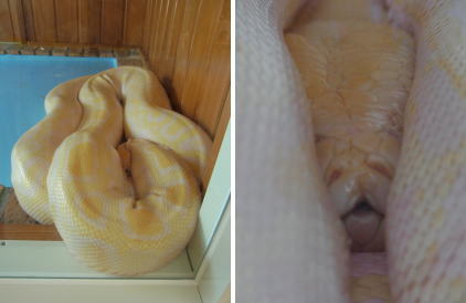 20110604東武動物公園 ビルマニシキヘビ.jpg