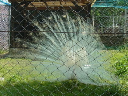 20110604東武動物公園 白孔雀.jpg