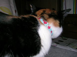20070529今月の首輪