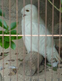 20110604東武動物公園 白フクロウ.jpg