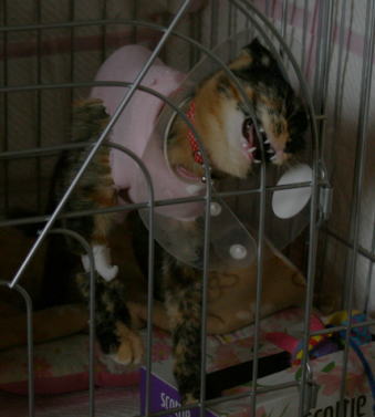 20071029かのこ退院後ケージにて
