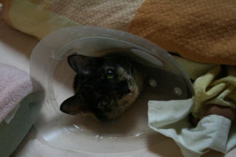 20071101かのこ布団の中