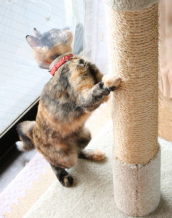 20071104かのこ元気になってきた