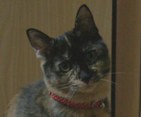 20071128かのこアップ