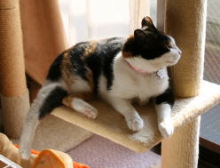 20080506 みけにゃん　猫タワーで