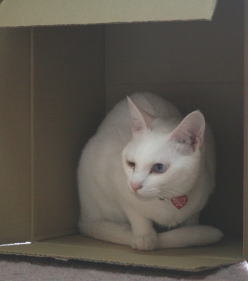 20091016メレンゲ ダンボール