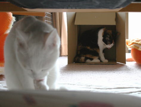 20091016みけにゃん&メレンゲ ダンボール