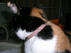 20061019首輪をつけたみけにゃん
