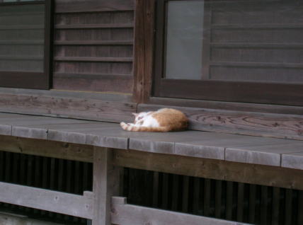 20100626浄明寺 縁側の猫