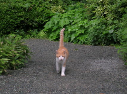 20100626浄明寺 猫さま接近1