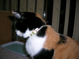 20061205クリスマスの首輪