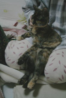 20080109膝の上のかのこ