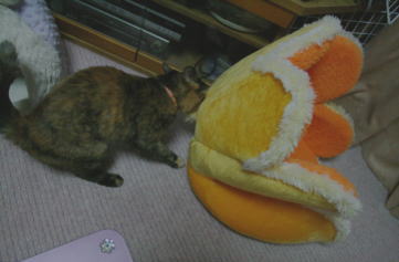 20090824かのこ お花ベット1