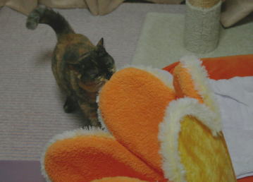 20090824かのこ お花ベット2