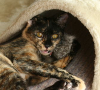 20071011かのこS字で遊ぶ-3