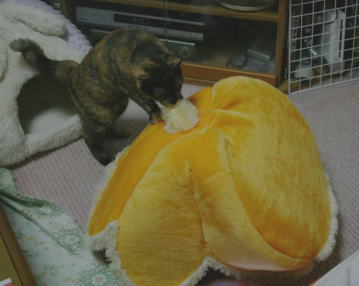 20090824かのこ お花ベット3