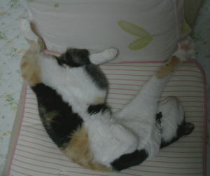 20090824みけにゃん寝姿