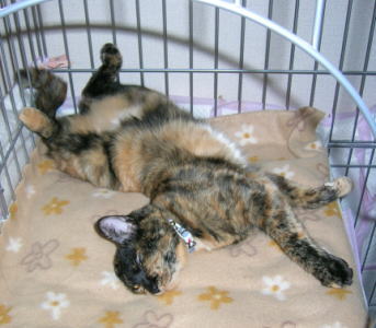 20081008かのこ仰向け