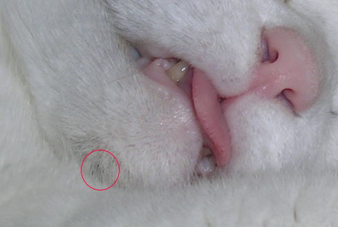 20070528アゴ拡大