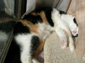 20061125ひなたぼっこでお昼寝