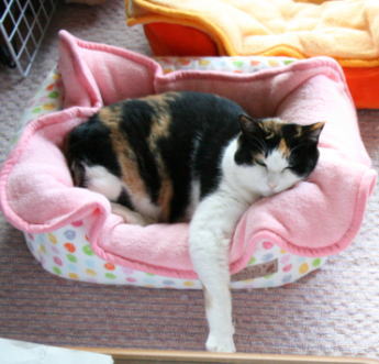 20071113猫ソファのみけにゃん