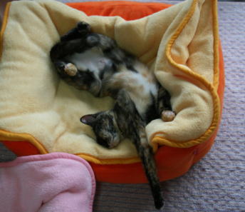 20071113猫ソファのかのこ