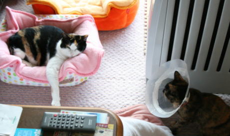 20071113猫ソファのみけにゃんを狙うかのこ