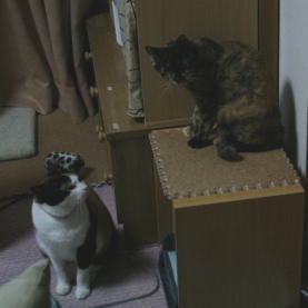 20080220みけにゃん&かのこ
