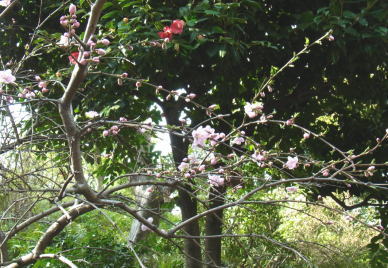 3.枝垂れ桃（開花時期4月中旬）.JPG