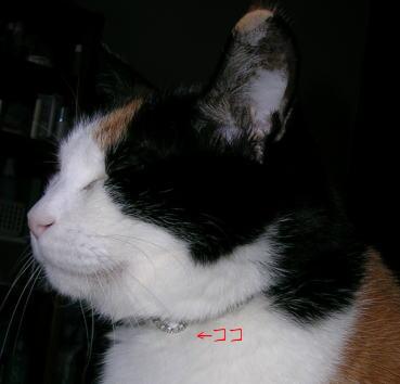 20070204今月の首輪2