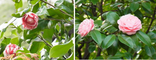 20110407椿山荘庭園　椿.jpg