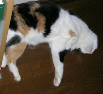 廊下でくつろぐみけにゃん